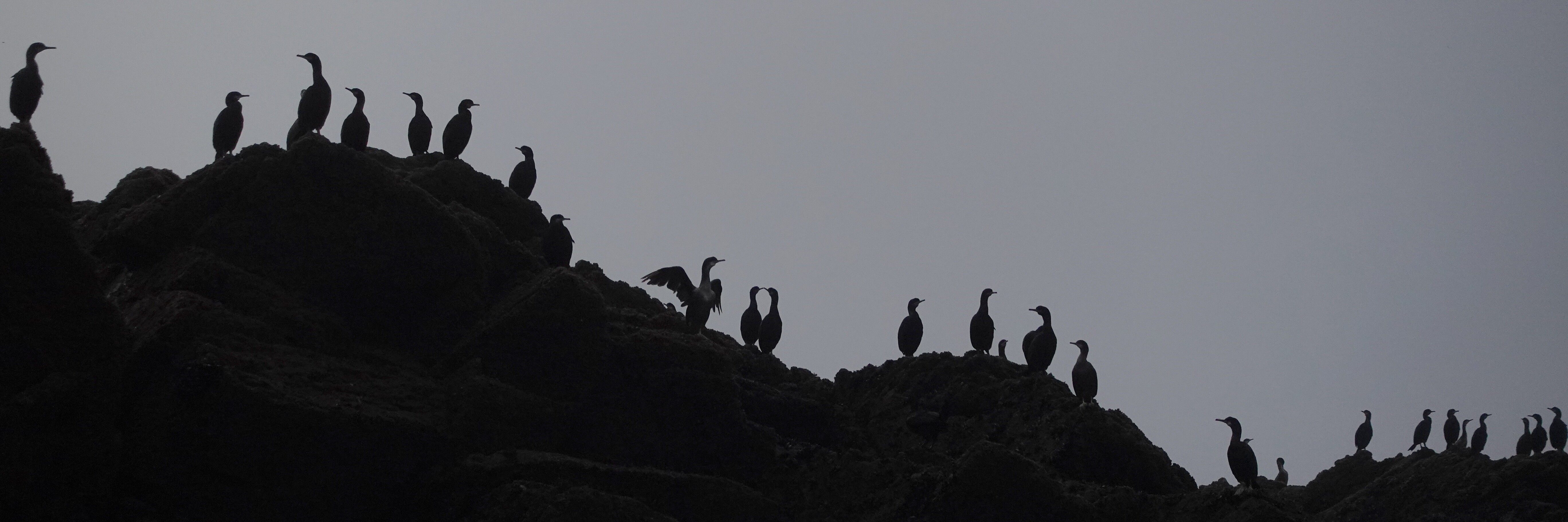 Cormorans